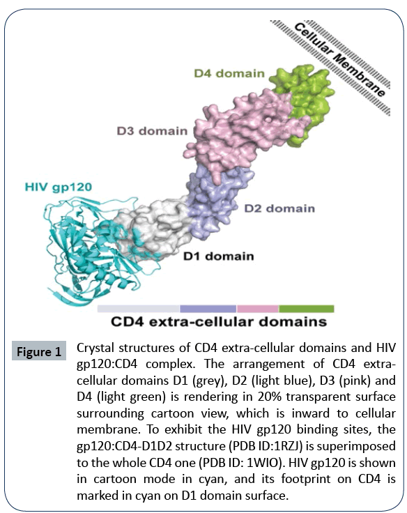 hiv-extra-cellular-domains